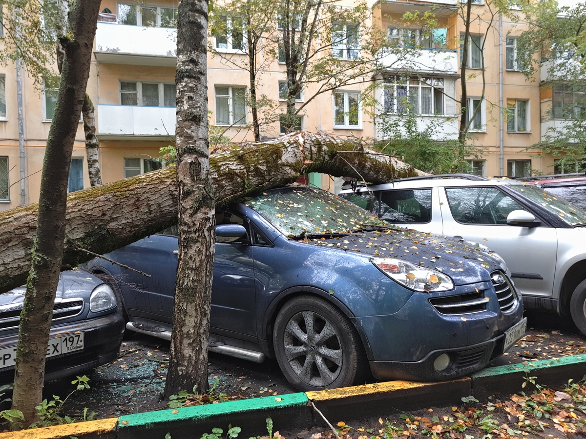 на машину упало дерево во дворе дома (98) фото