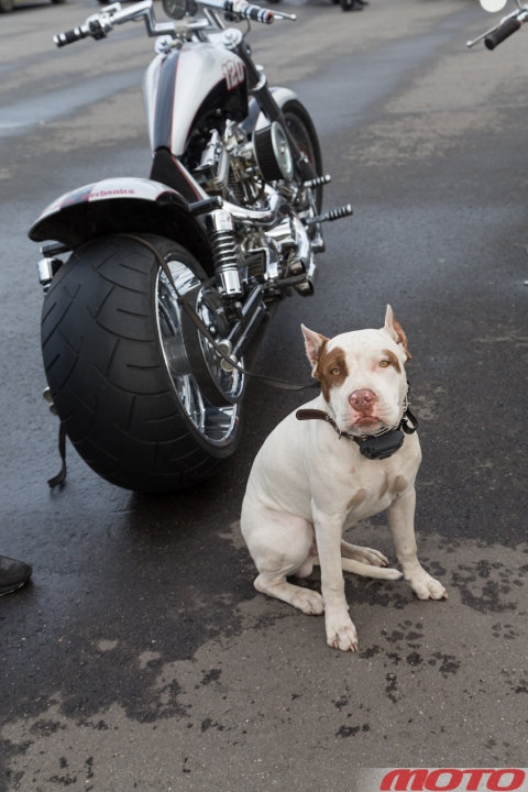 customrace-14.jpg