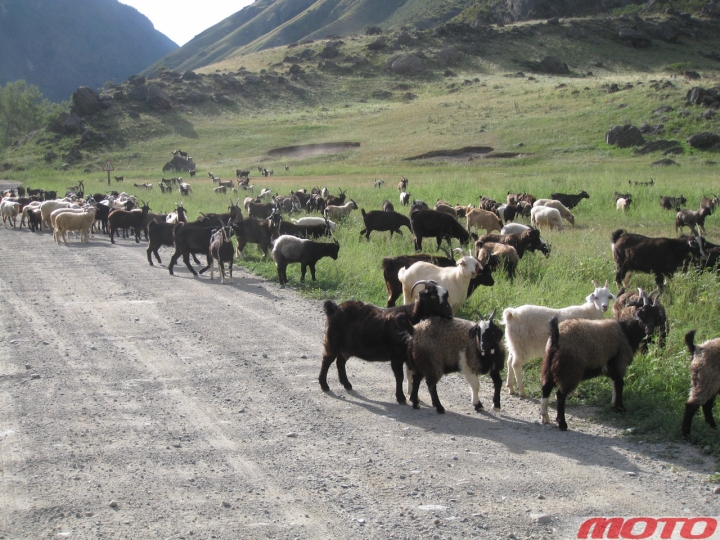 altai-gallery-15.jpg